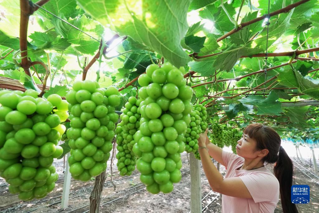 大奖网官方网站